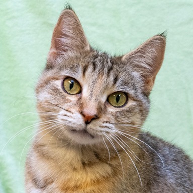 Photo of Cotton Candy