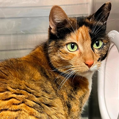 Bouquet - Tortie cat available for adoption in Calgary
