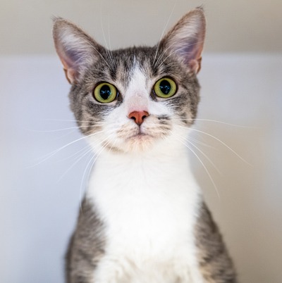 Photo of Suki