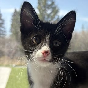 Timmy - Tuxedo cat available for adoption in Calgary