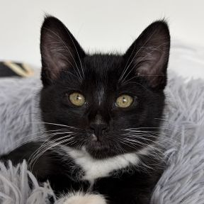 Scout - Domestic Shorthair cat available for adoption in Calgary