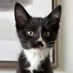 Snoopy - Domestic Shorthair cat available for adoption in Calgary