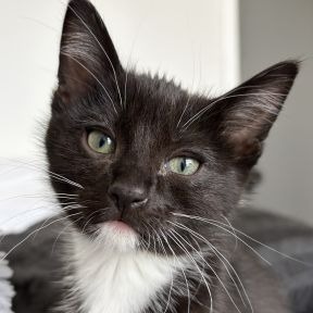 Chicago - Domestic Shorthair cat available for adoption in Calgary