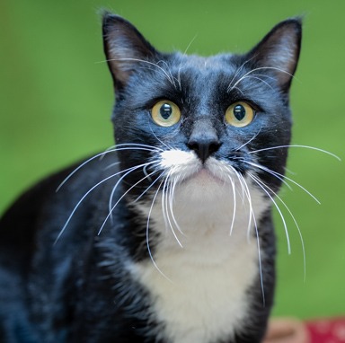 Photo of Tuna