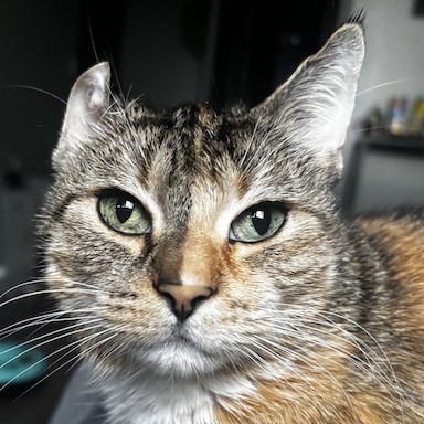 Kanga - Domestic Shorthair cat available for adoption in Calgary