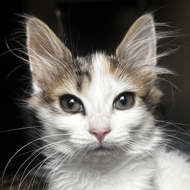 Roo - Domestic Shorthair cat available for adoption in Calgary
