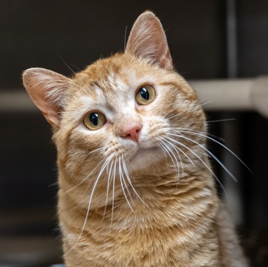Photo of Skipper