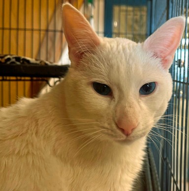 Photo of Caligo
