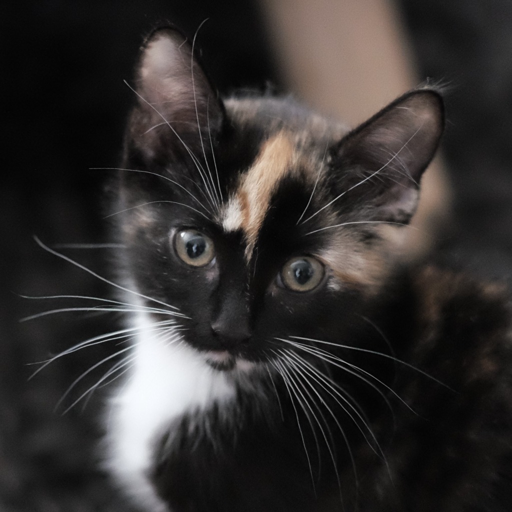 Smellerbee - Domestic Shorthair cat available for adoption in Calgary