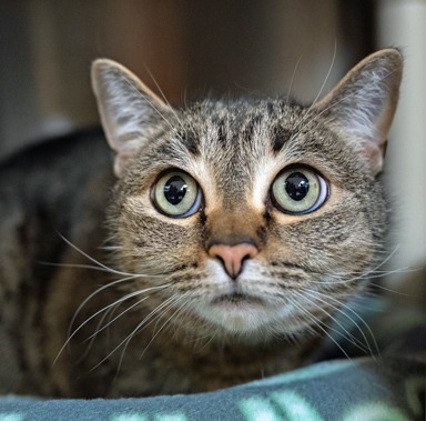 Photo of Petal