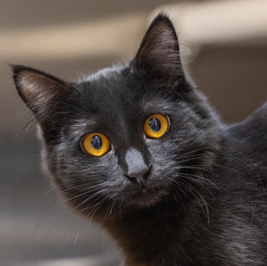Photo of Starling