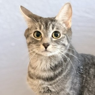 Photo of Eevee