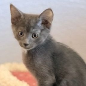 Photo of Espeon