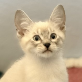 Photo of Flareon