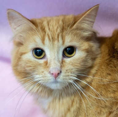 Lacewing - Domestic Shorthair cat available for adoption in Calgary