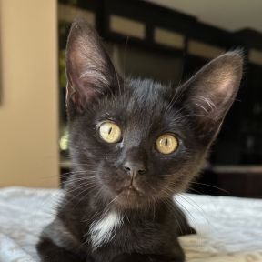 Photo of Jolie