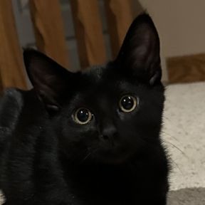 Photo of Bijou