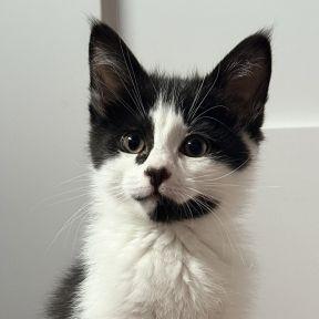 Photo of Harley