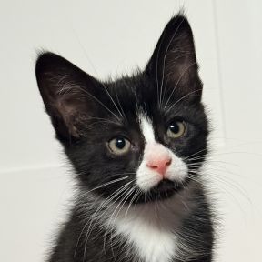 Photo of Porscha