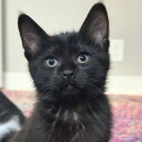 Photo of Dodge