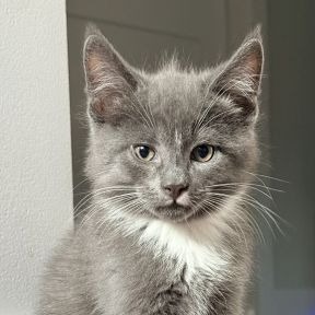 Photo of Lincoln