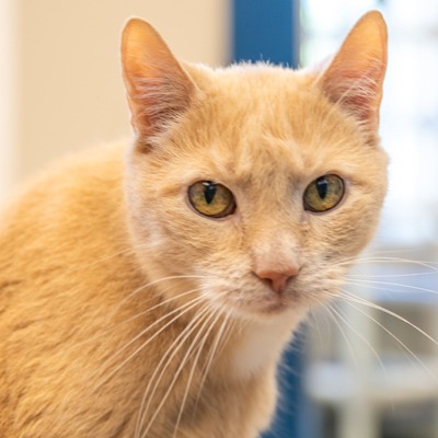 Ogee - Domestic Shorthair cat available for adoption in Alberta