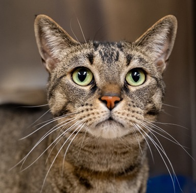 Plaid - Tabby cat available for adoption in Calgary