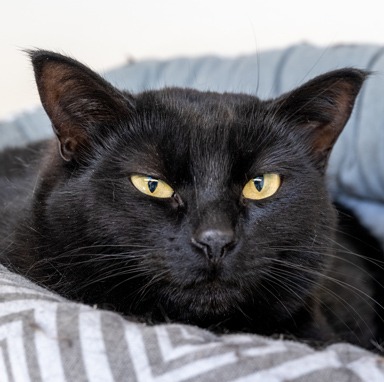 Argyle - Domestic Shorthair cat available for adoption in Calgary