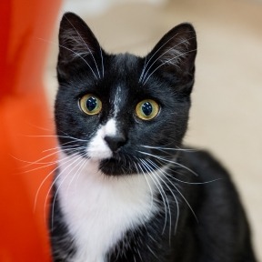 Bow - Domestic Shorthair cat available for adoption in Calgary
