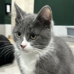 Photo of Angel