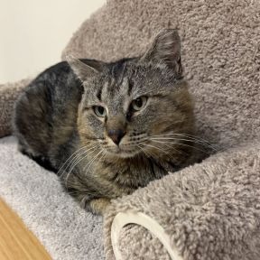 Indus - Domestic Shorthair cat available for adoption in Calgary