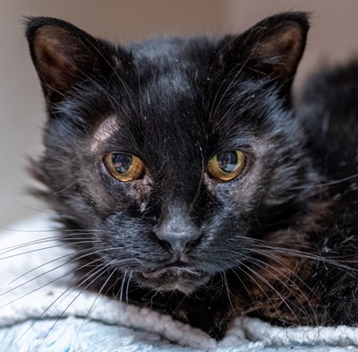 Cyclone - Domestic Shorthair cat available for adoption in Alberta