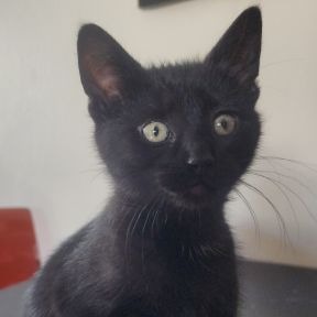 Black Noire - Domestic Shorthair cat available for adoption in Calgary