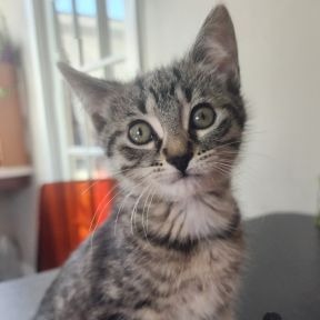 Queen Maeve - Domestic Shorthair cat available for adoption in Calgary