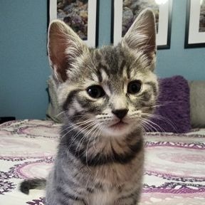 Komiko - Domestic Shorthair cat available for adoption in Calgary
