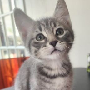 A-Train - Domestic Shorthair cat available for adoption in Calgary