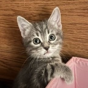 Photo of Poe