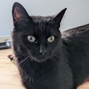 Mars - Domestic Shorthair cat available for adoption in Calgary