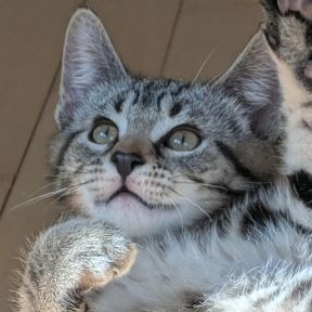 Pluto - Domestic Shorthair cat available for adoption in Calgary