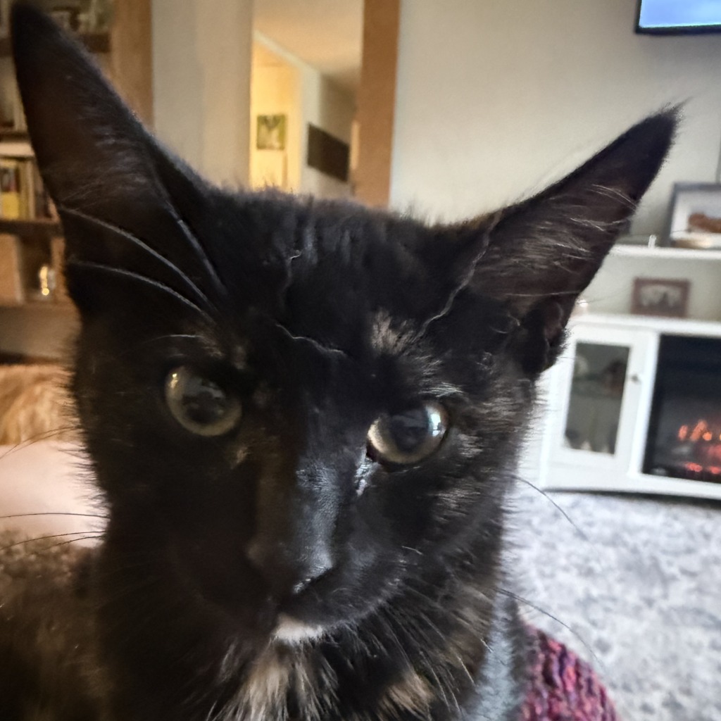 Lisbon - Tortie cat available for adoption in Calgary