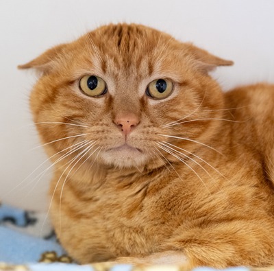 Ukulele - Domestic Shorthair cat available for adoption in Calgary