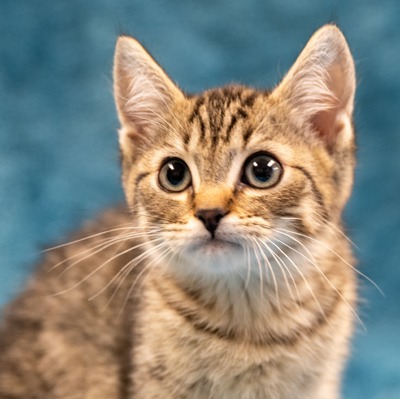 Photo of Sumi