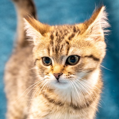 Photo of Ebi