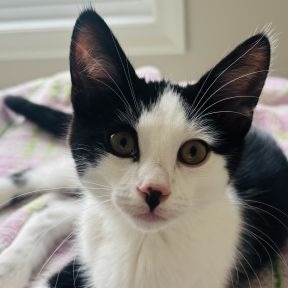 Photo of Nico