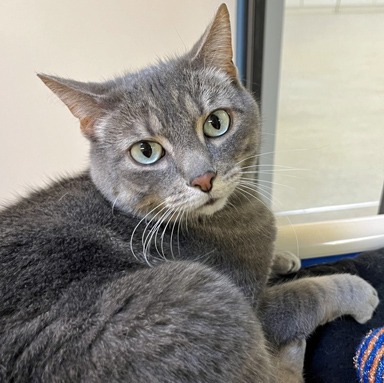 Timpani - Tabby cat available for adoption in Calgary