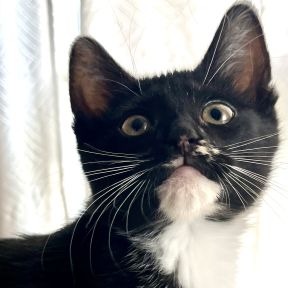 Photo of KitKat
