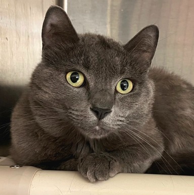 Bassoon - Domestic Shorthair cat available for adoption in Calgary