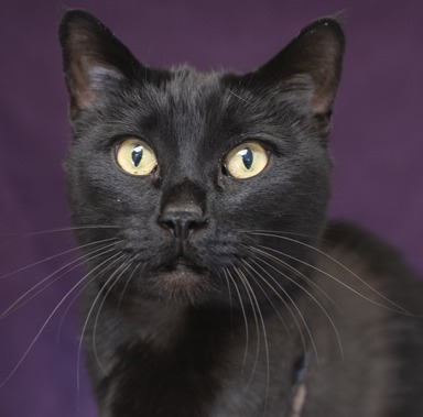 Photo of Oboe