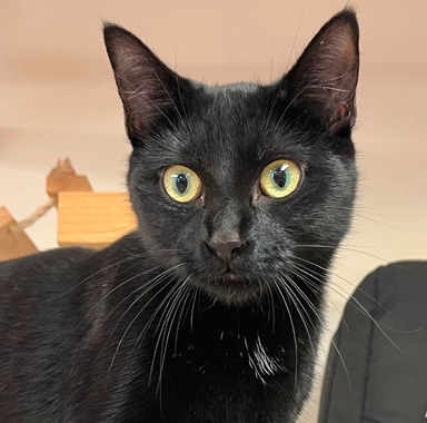 Hi-Hat - Domestic Shorthair cat available for adoption in Calgary