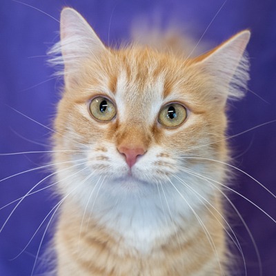 Photo of Kalimba
